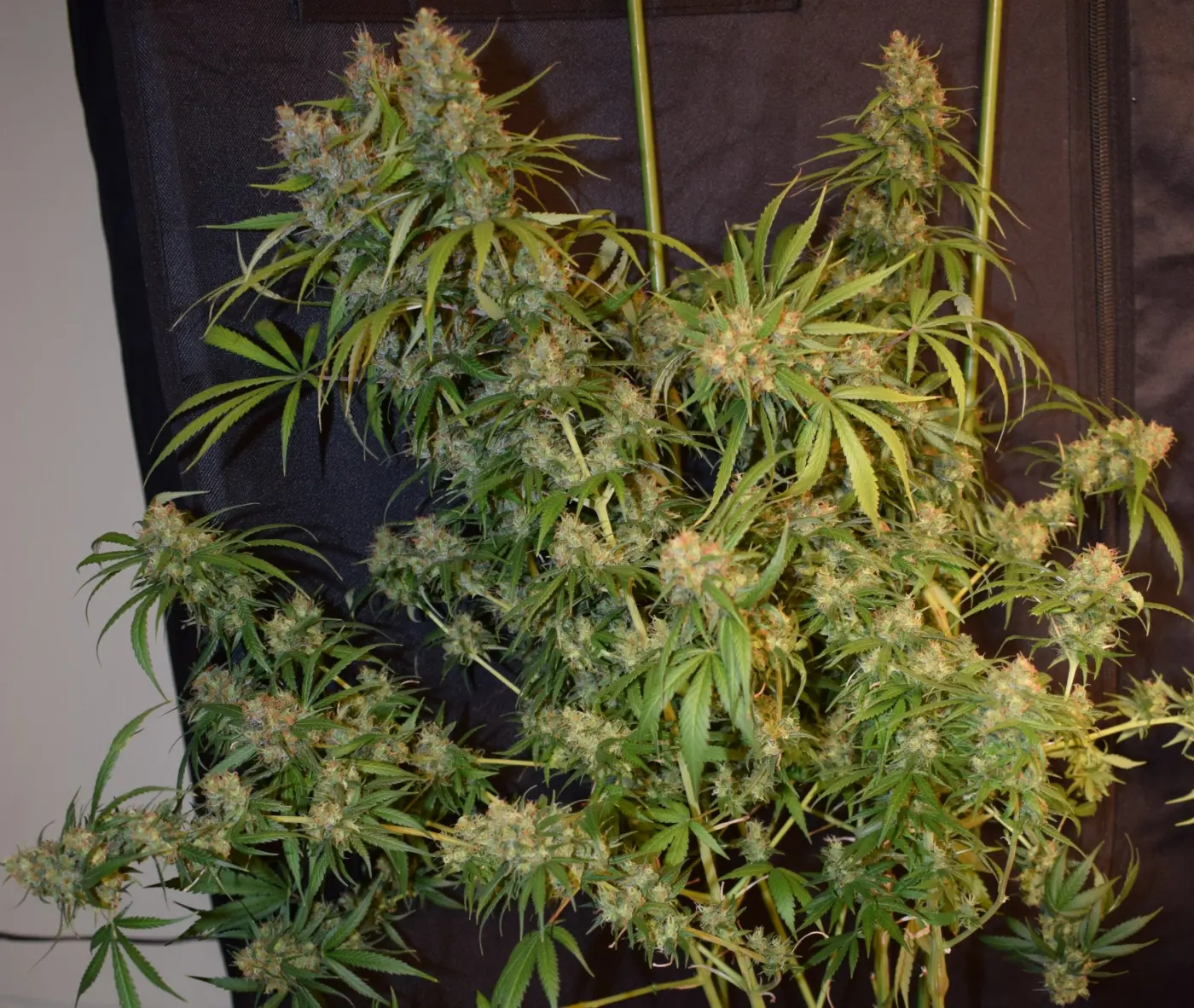 Oaxaca A5 Haze