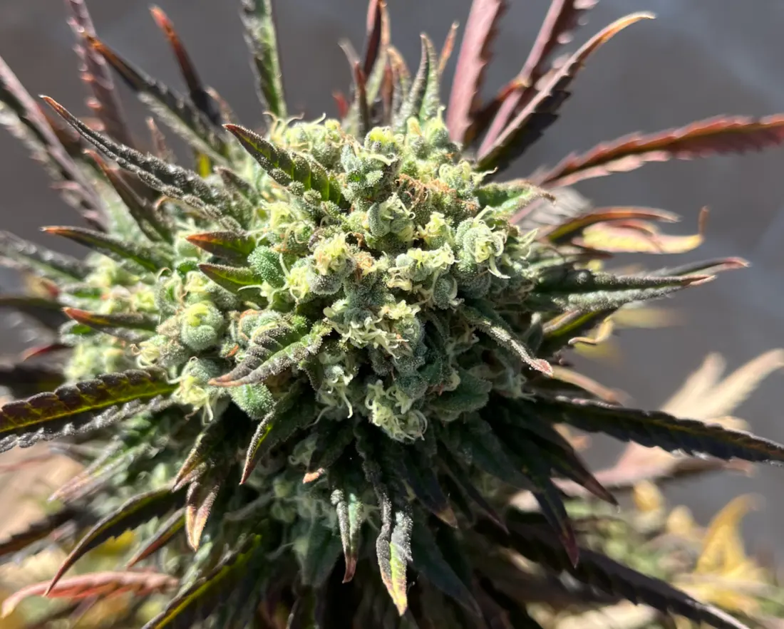 Blue Dream
