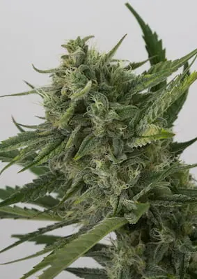 Kush Auto Feminised