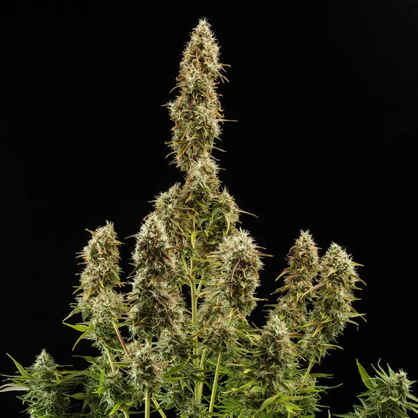 Royal Jack Auto