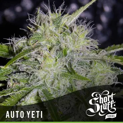 Auto Yeti Feminised