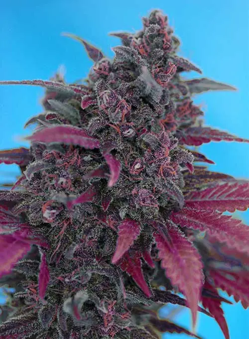 Dark Devil Auto Feminised