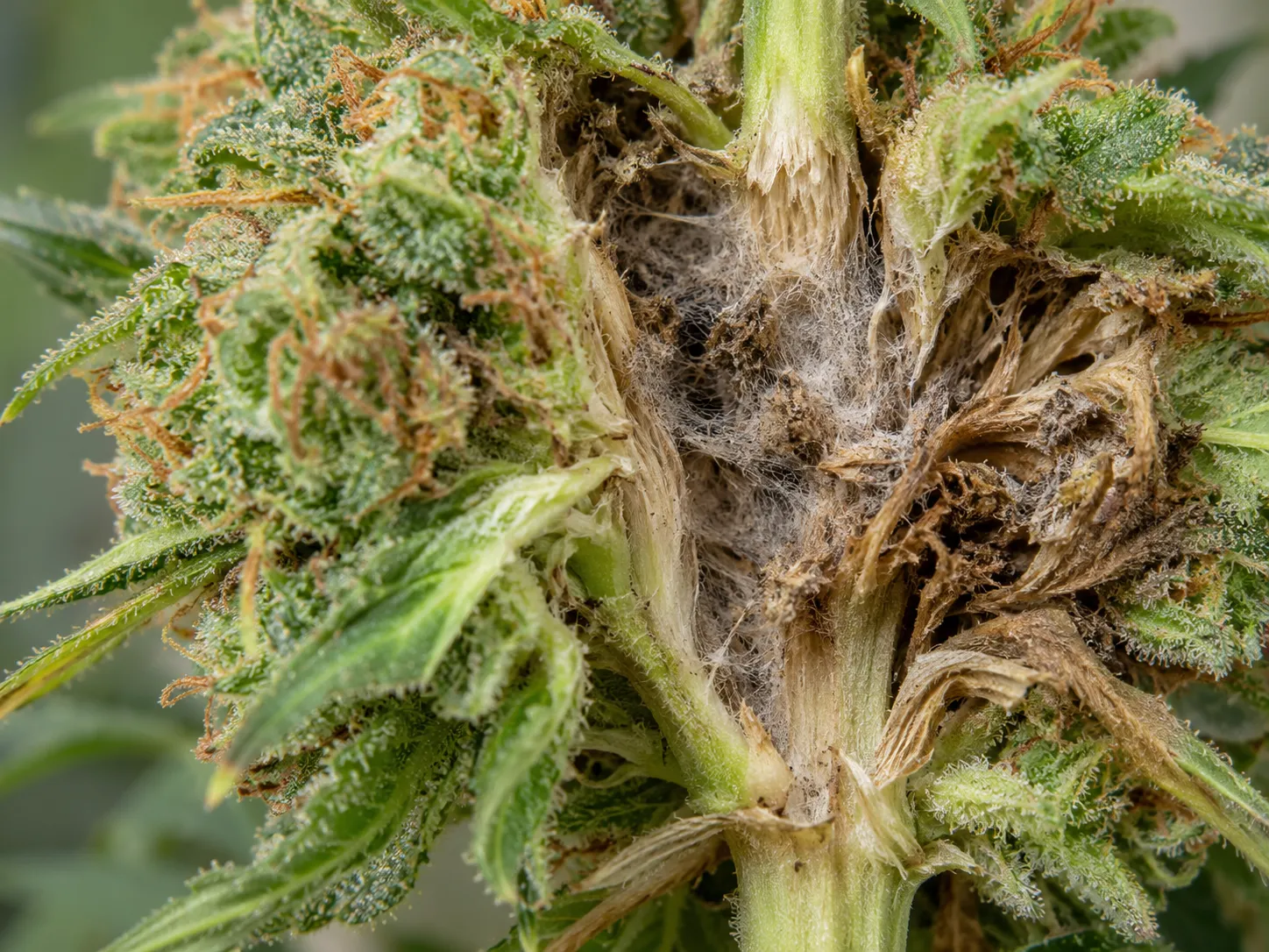 A close-up of a dense cannabis cola gently pulled open to reveal grey, cobweb-like botrytis fungal growth near the main stem.