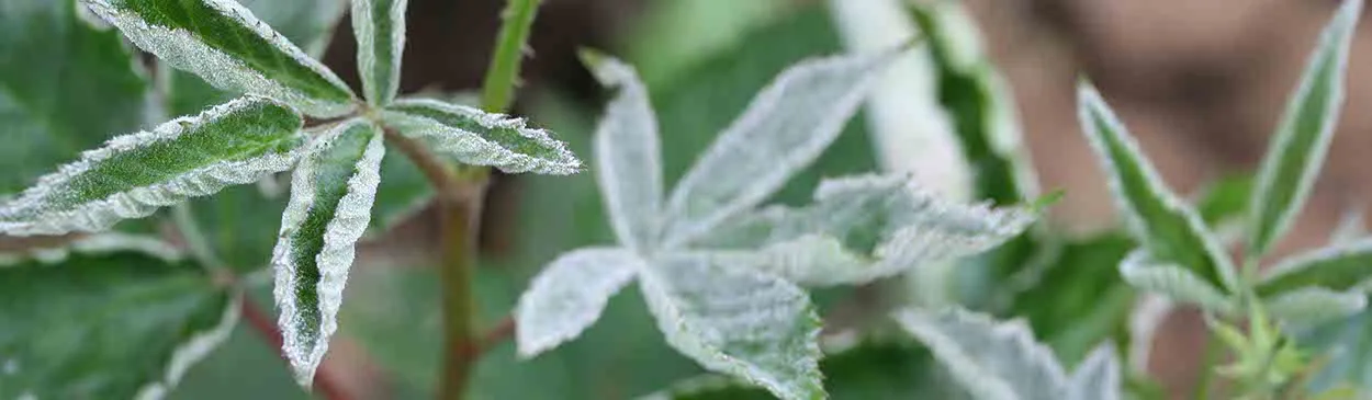 White Powdery Mildew