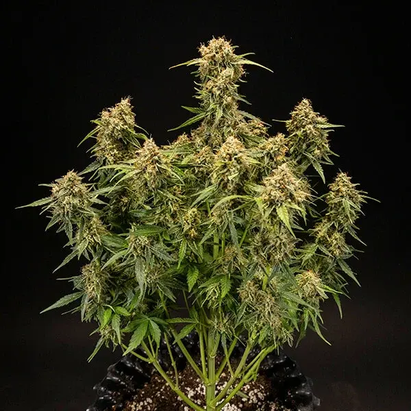 Medusa F1 Auto