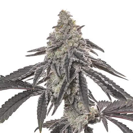 Death Star