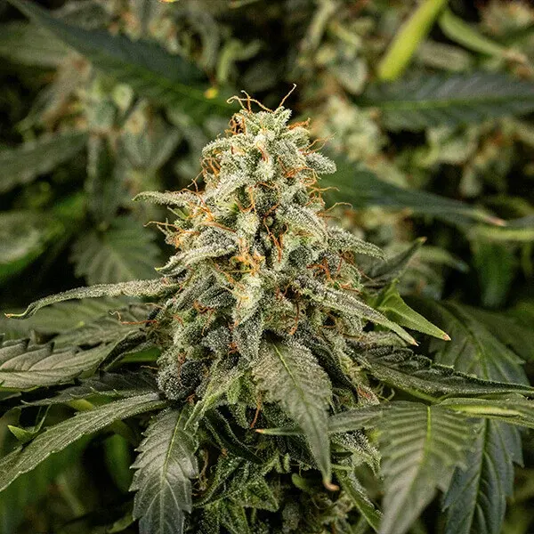 Titan F1 Auto