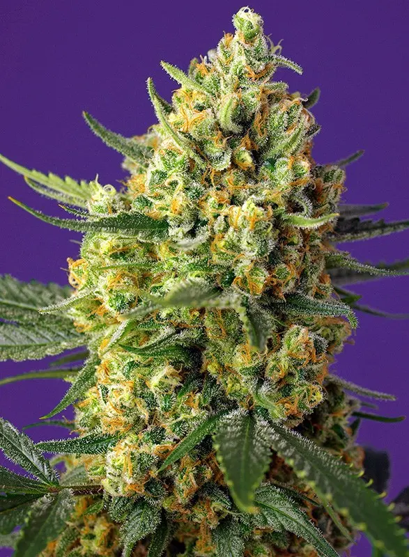 Crystal Candy XL Auto Feminised