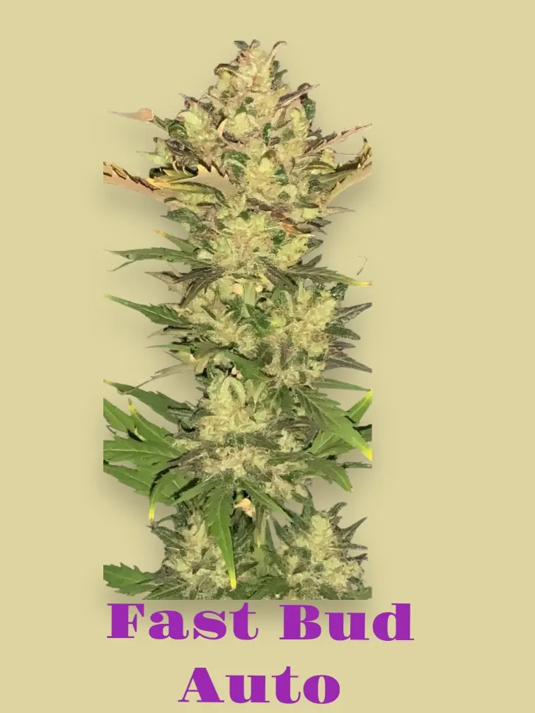 Fast Bud