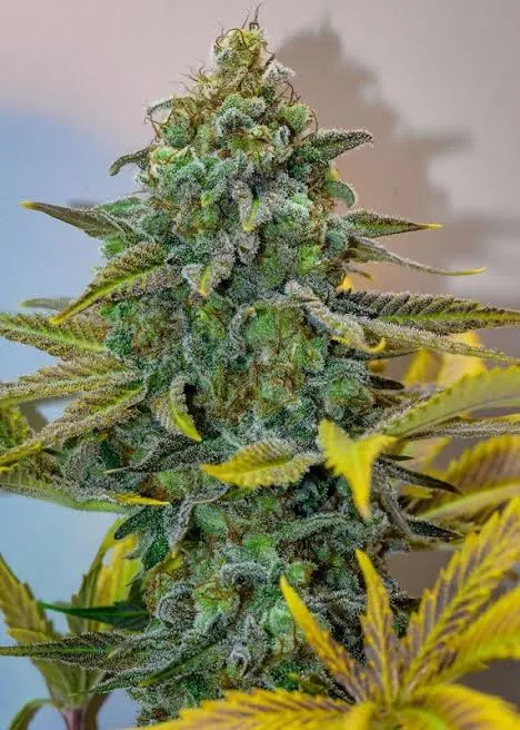 Cinderella 99