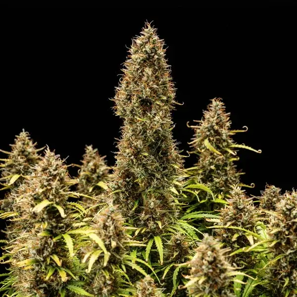 Royal Cookies AUTO