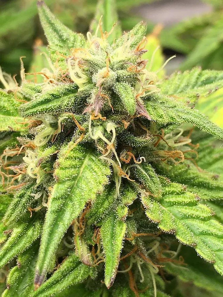 Auto Moon Fruit Feminised