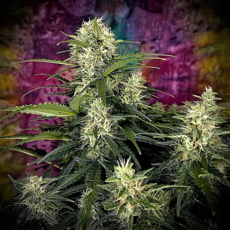 Auto Truffle Berry Feminised