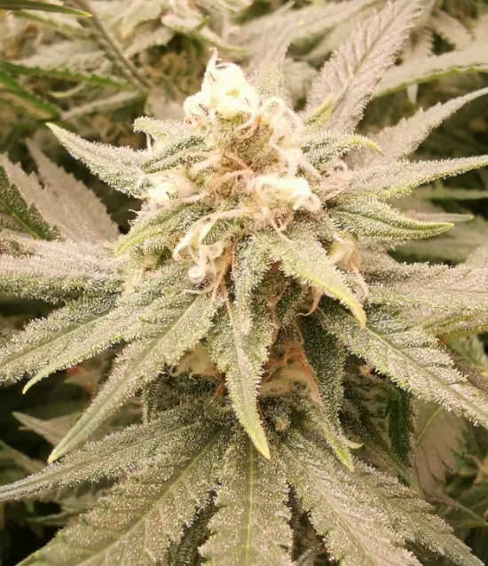 Gorilla Zkittlez
