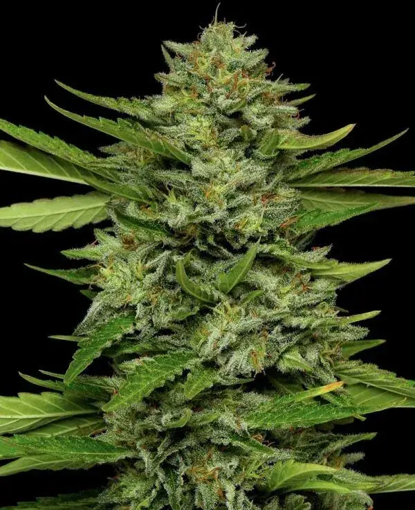 Bigfoot Glue