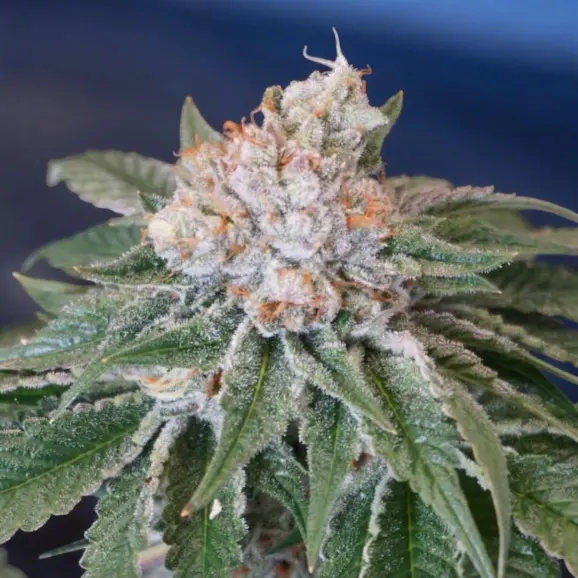 Melon Kush