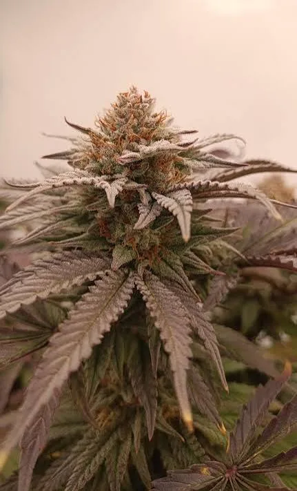 Pineapple Muffin