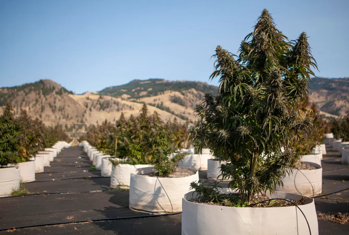 Sunlight, Solar Angles, and Microclimates for Outdoor Cannabis