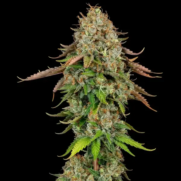 Royal Highness