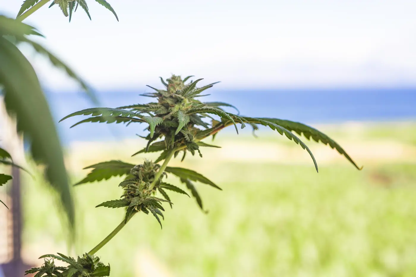 Growing Cannabis Outdoors