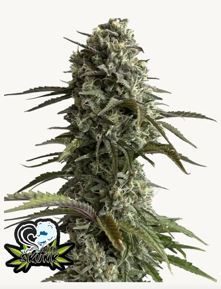 Auto Skunk
