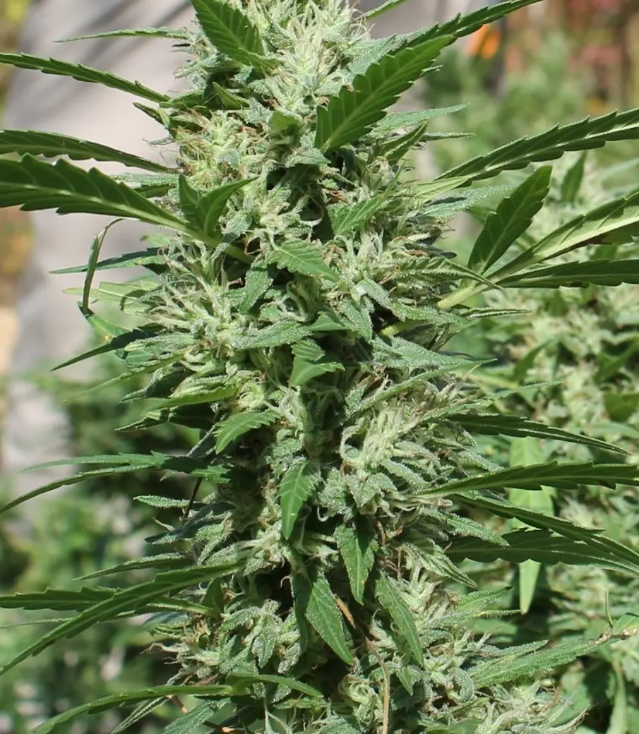Old School Haze