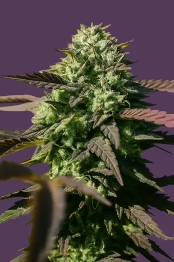 Durban Sativa Dream