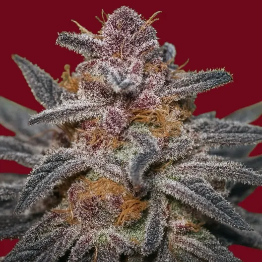 Poison OG