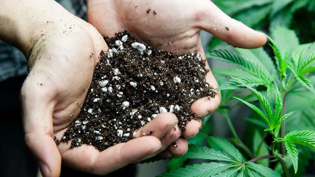 Outdoor Cannabis Soil Preparation: Compost, Amending & Living Soil