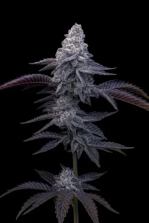 Blue Dream