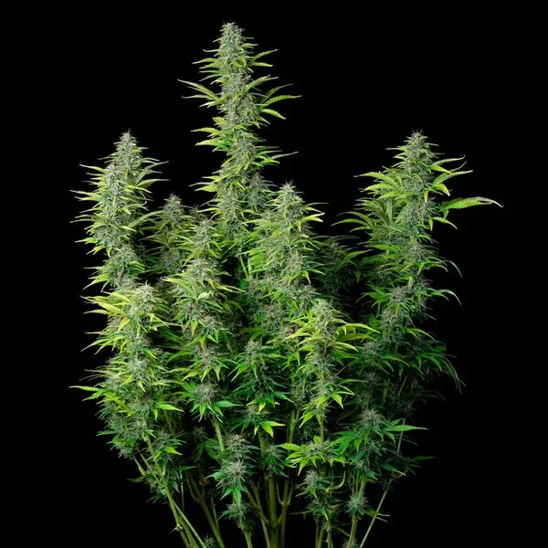 Northern Light Auto