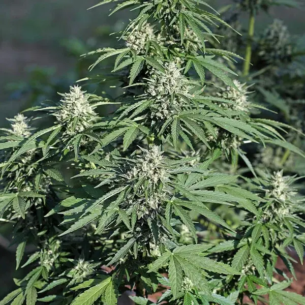 Royal Cookies AUTO