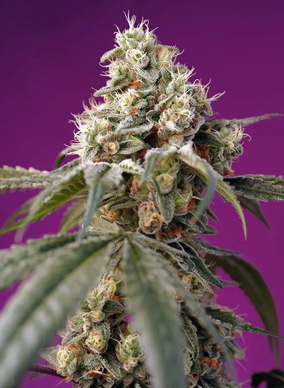 Bruce Banner Auto Feminised