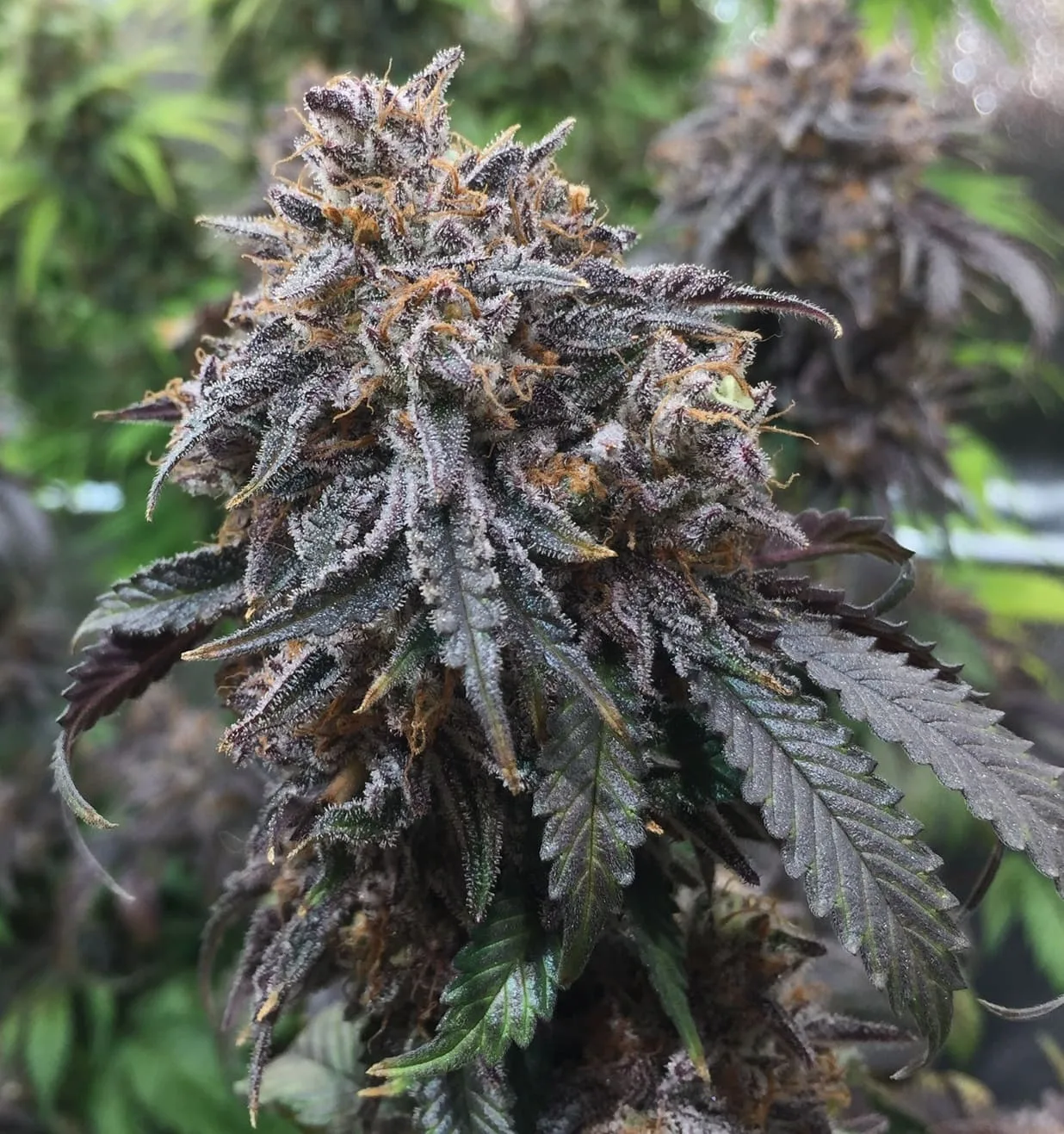 Purple Afghan Kush