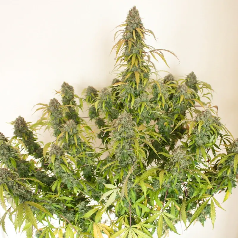 Auto Daiquiri Lime