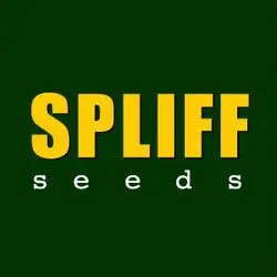 Spliff Seeds
