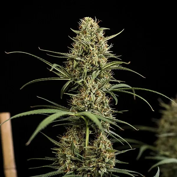 HulkBerry Auto