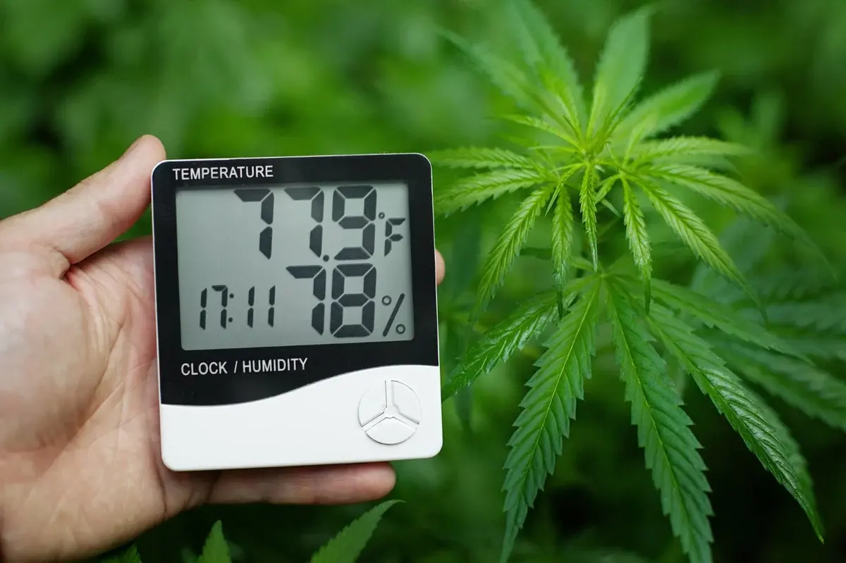 Indoor Cannabis Climate Control: Temperature, Humidity, and VPD Guide
