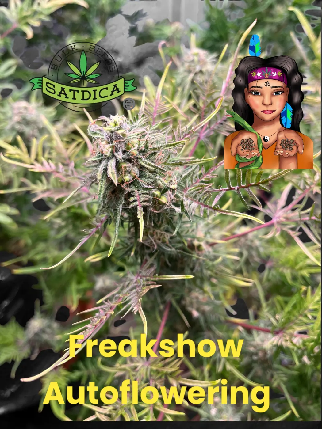Freakshow