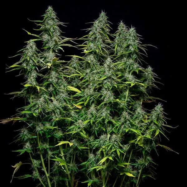Royal Gorilla Auto