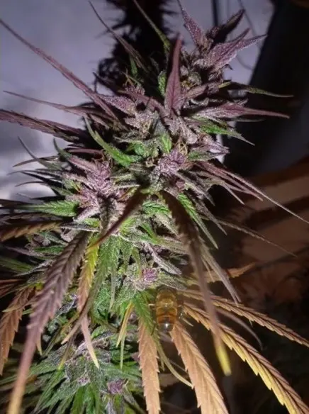 Purple Pakistani Haze