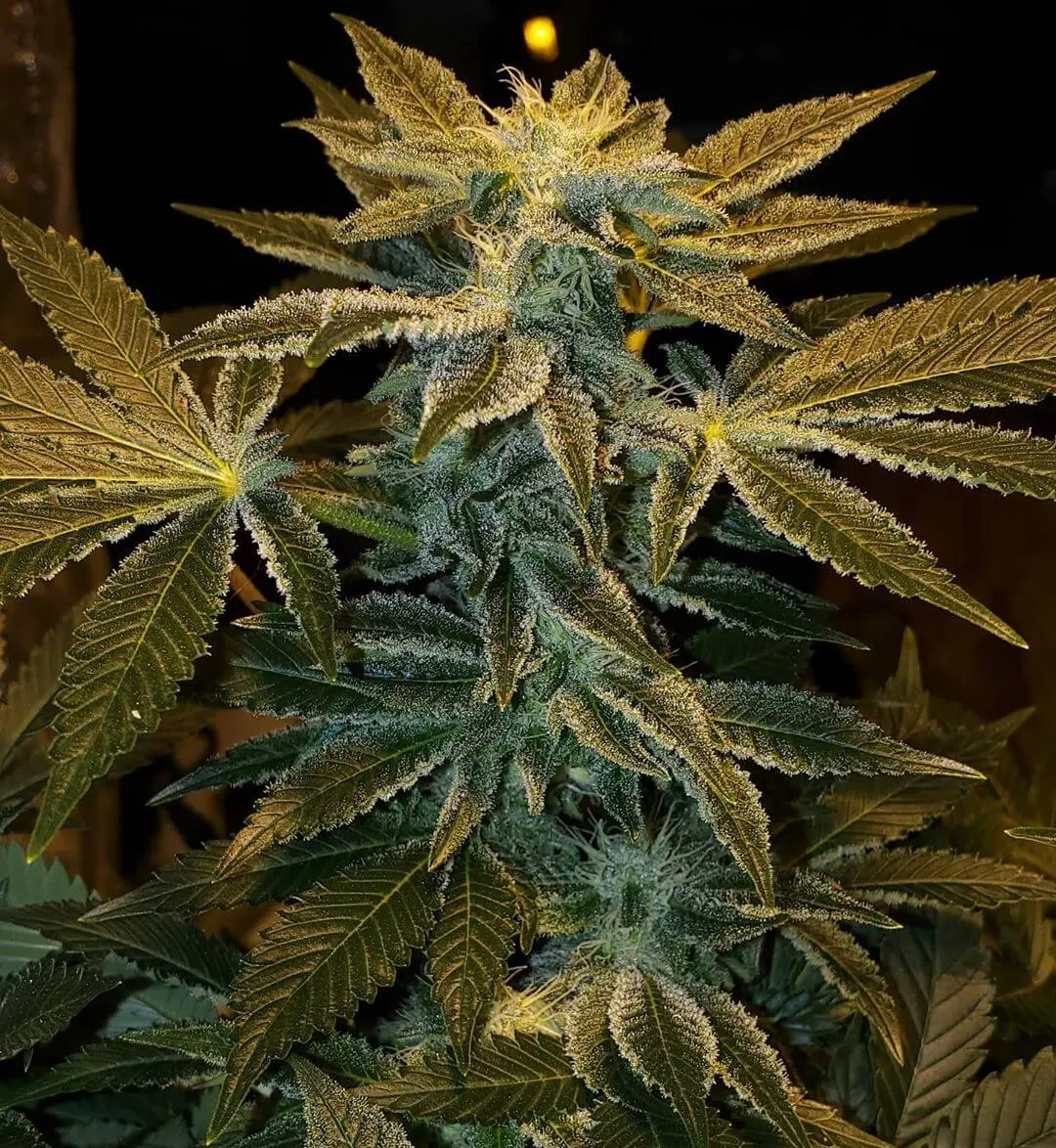 Gorilla Glue