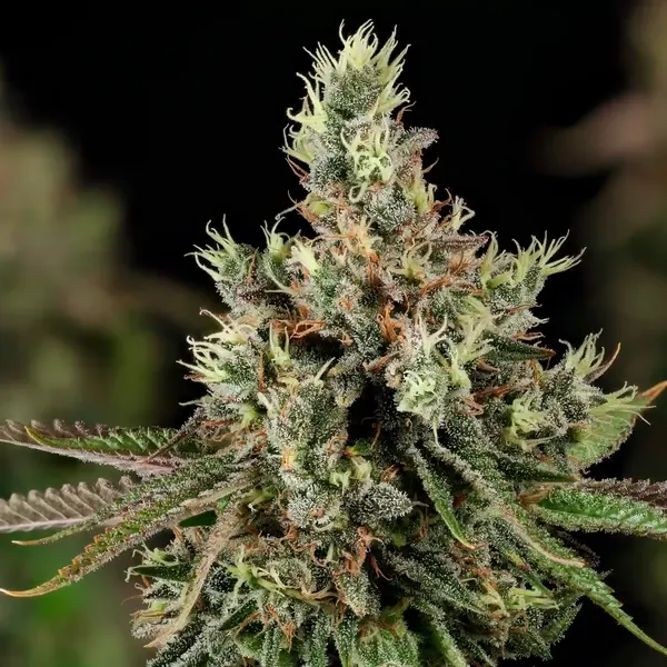 Royal Cookies
