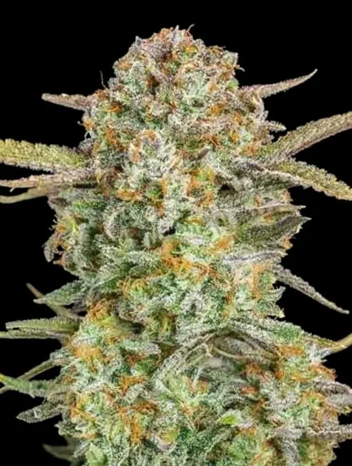 Bruce Banner XXL