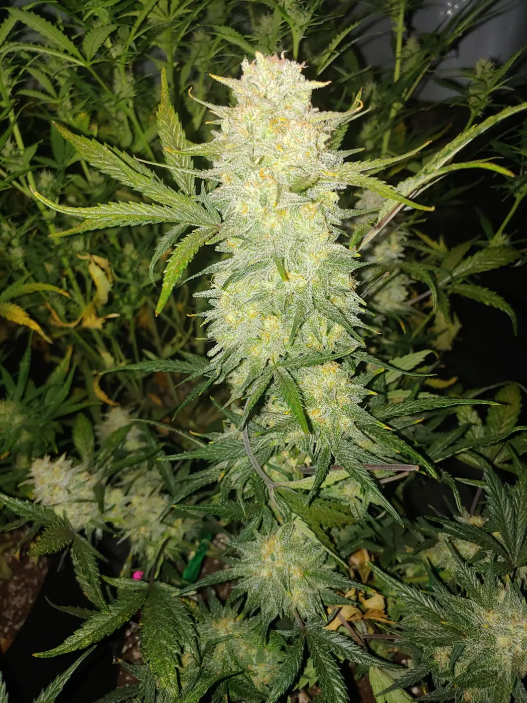 Auto Critical