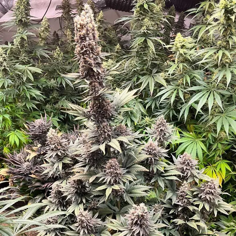 Purple Caper