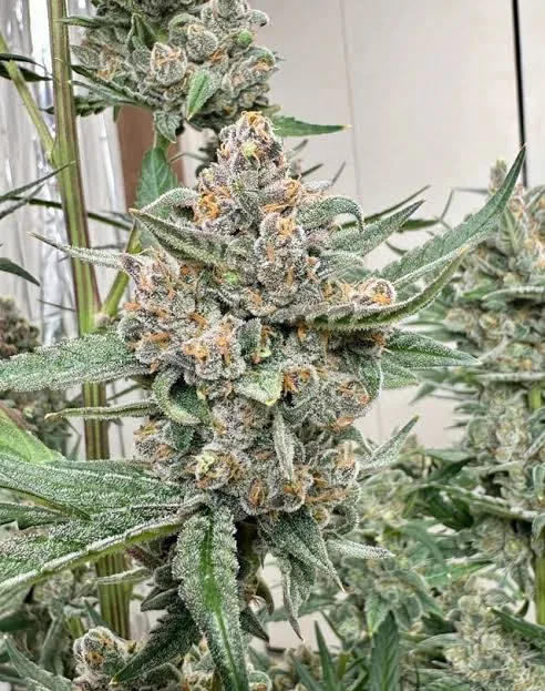 Rainbow Cake Zkittlez