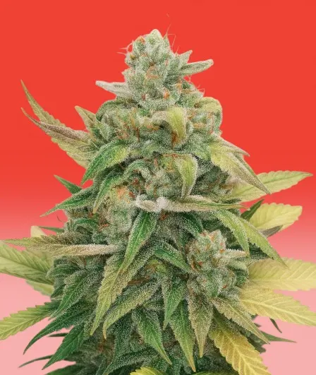 Strawberry Cake CBD