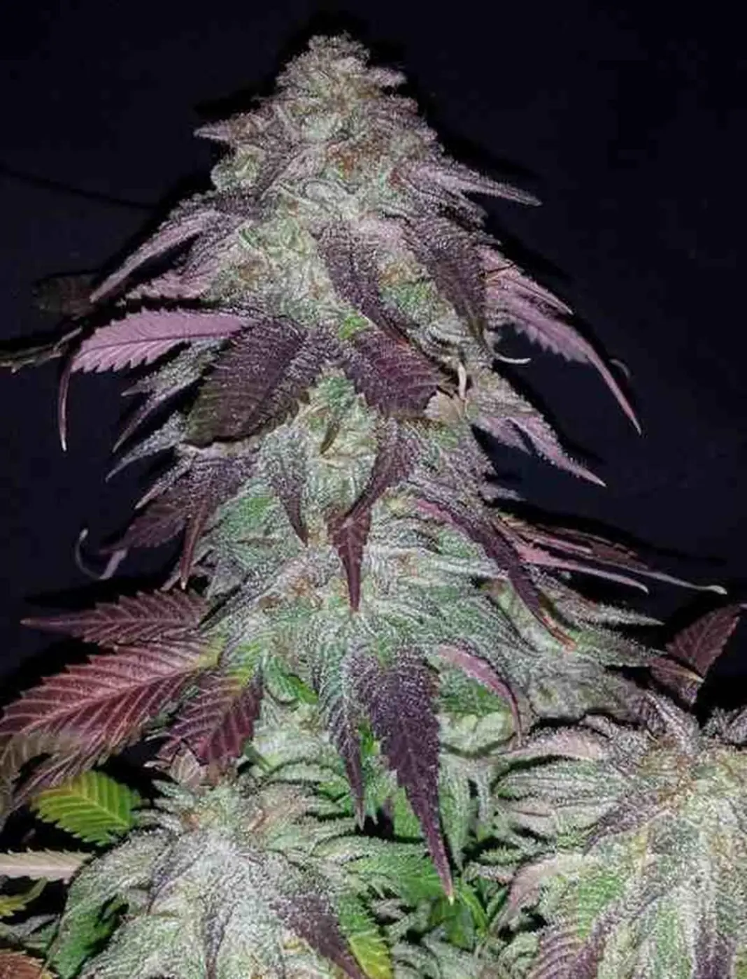 Blackberry Rocks