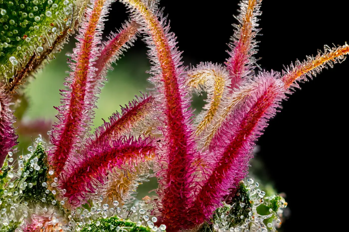 **Cannabis Trichomes and Purple Stigmas – Extreme Macro Photography:** High-magnification close-up of a female cannabis flower revealing vibrant pink, magenta, and purple stigmas surrounded by crystal-like glandular trichomes. This detailed botanical imag